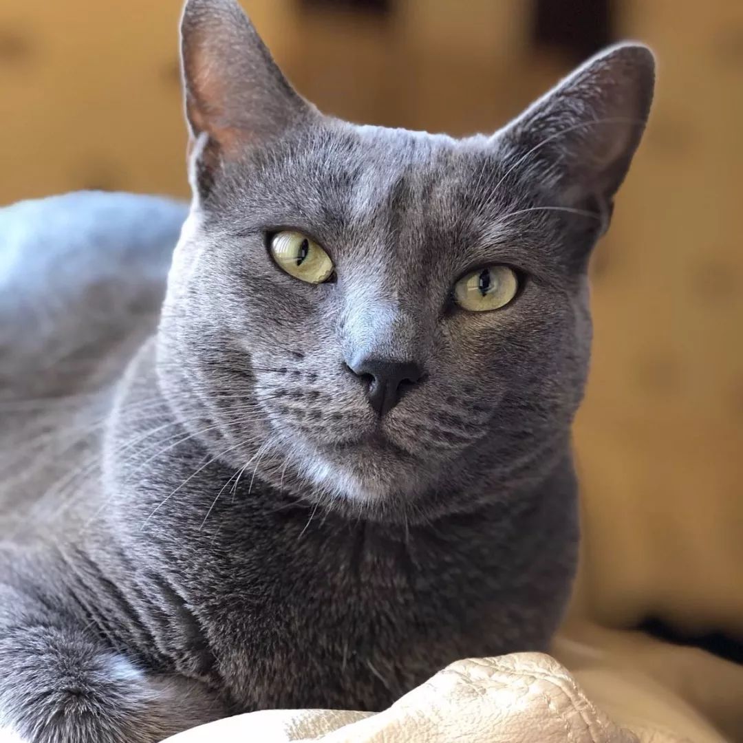 据说,这些人都得了猫病