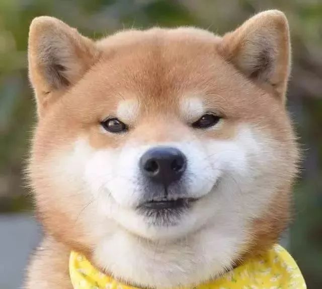 什么表情包能让你在朋友圈中一举夺魁?