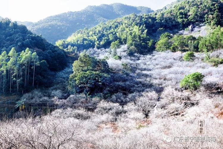 拍摄过程中得到大坪镇郑碧浩镇长,善德村房锦余书记,善德梅海景区房伟