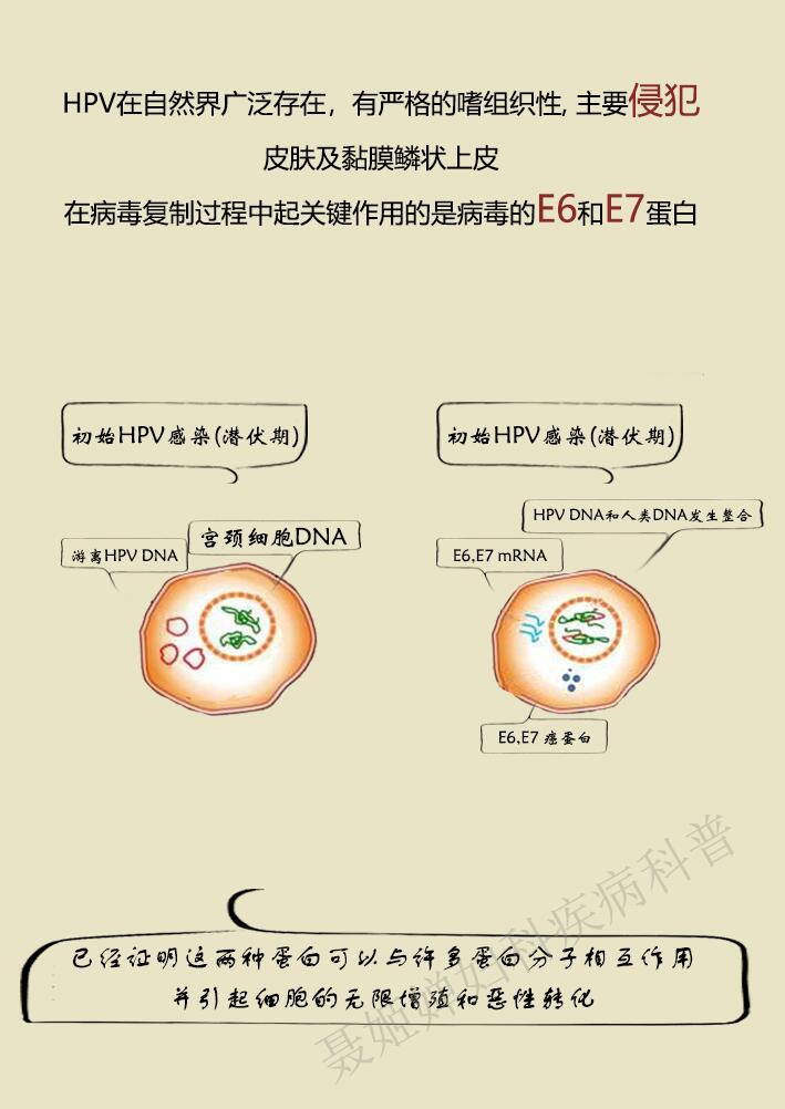 hpv感染与宫颈癌到底有多远