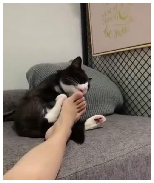 一位小猫咪正在清洗自己的爪爪,谁知铲屎官把自己的臭脚丫子也伸过来