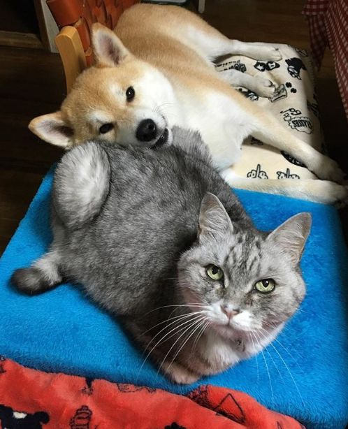 日本一柴犬以为自己是猫 每天和只橘猫混一起后 画风变成了这样 Gaku