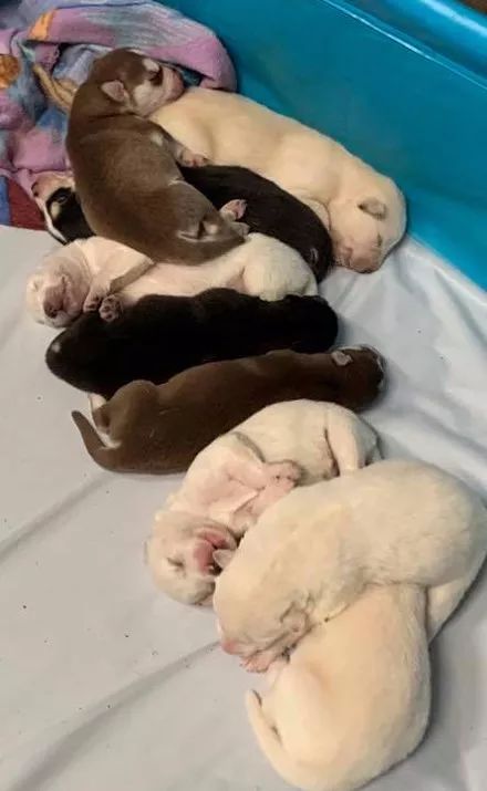 哈士奇意外怀孕生了一窝宝宝,然而看到狗子的长相后,网友笑疯了!