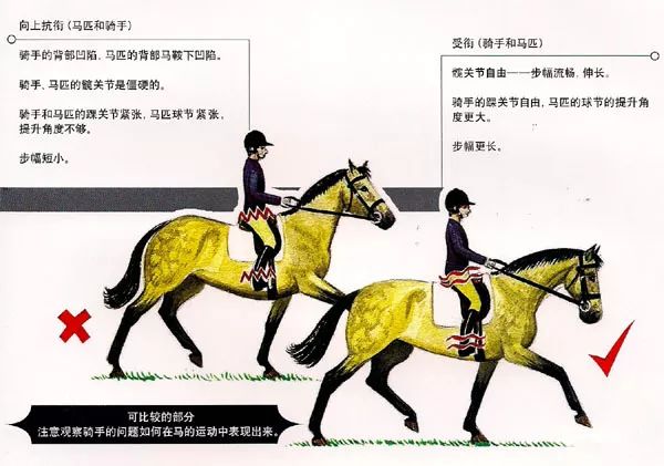 马术骑乘 | 让身体自然平衡地完成空中轻快步换腿