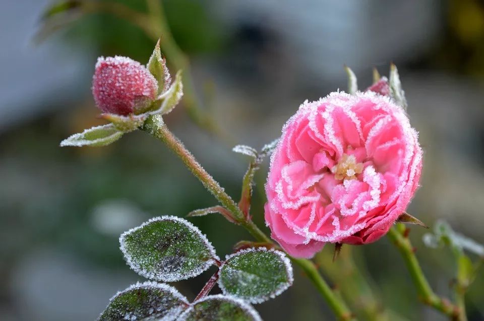 美文共享 冬 是一场素雪的花开 光阴