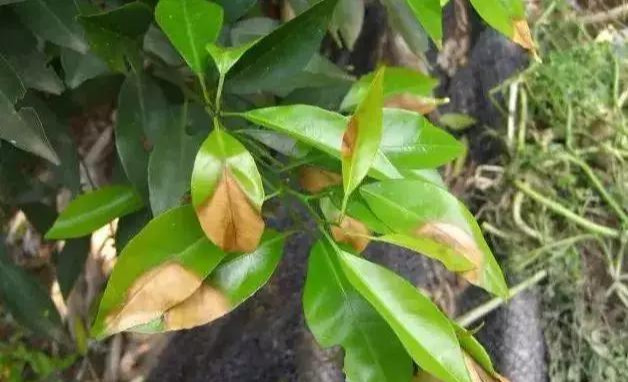 炭疽病在柑橘叶片上通常有两种表型,即叶斑型与