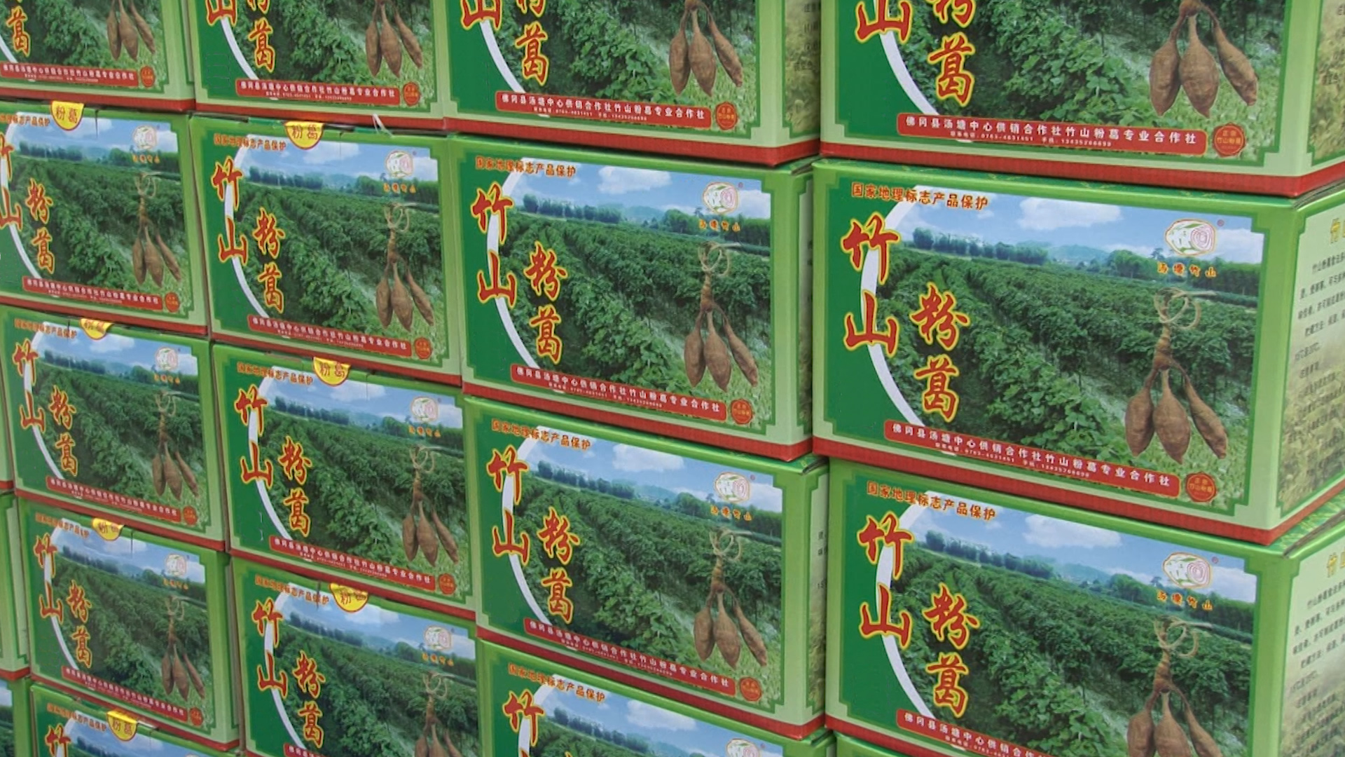 美丽广东佛冈县汤塘镇竹山粉葛