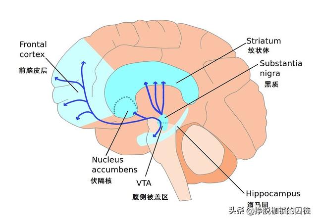 事实是,纳洛酮不解酒,纳曲酮可用于戒酒