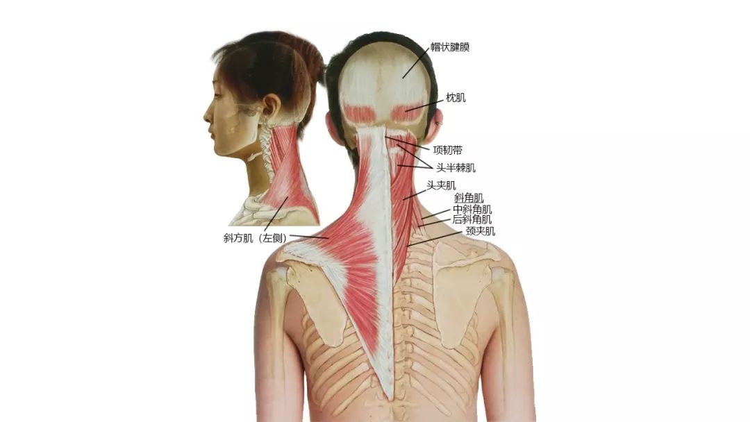 27張高清解剖圖帶你認識頭,面,頸部骨骼及肌肉名稱!珍藏!