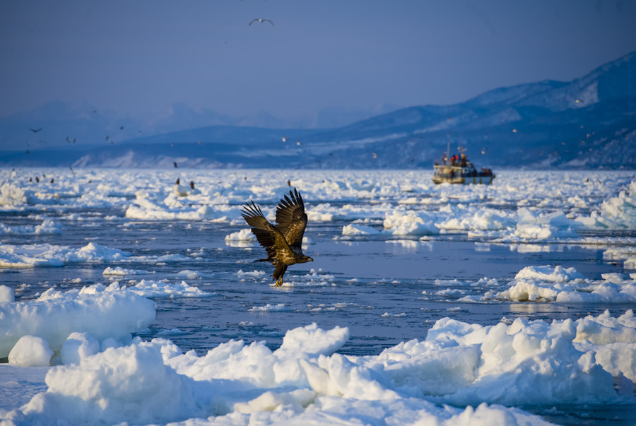 这个冬天,去北海道看流冰吧