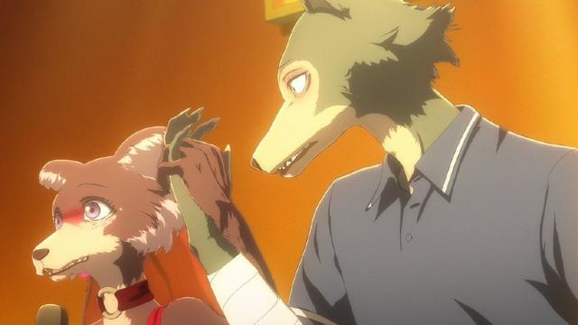 动物狂想曲beastars敲定第二季揭秘开局真凶路易成狮子组组长