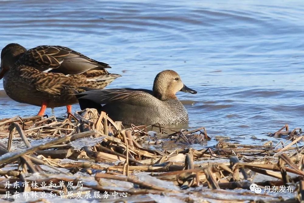 抓拍鸭绿江各路神鸭个个大有来头