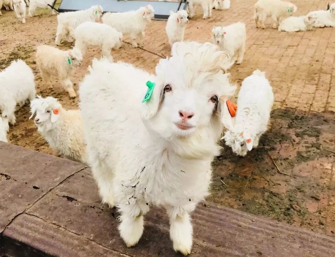 在鄂尔多斯的草原上,孕育着世界稀有的阿尔巴斯白毛小山羊.