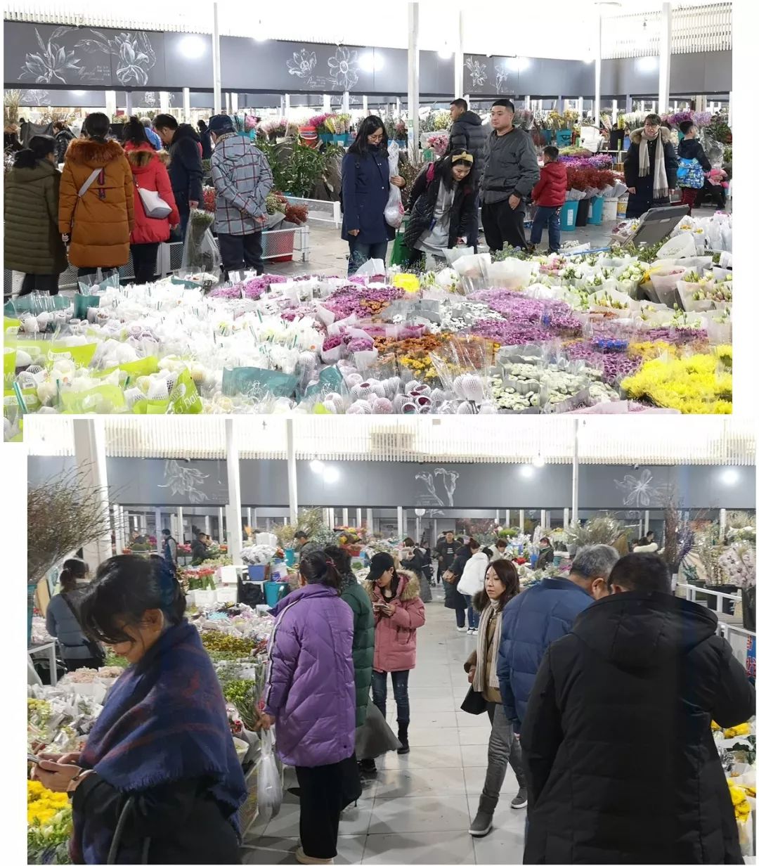 北京盛华宏林积极参与2020北京迎春年宵花展活动_花卉