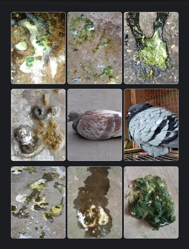 鸽子疾病粪便对照图片图片