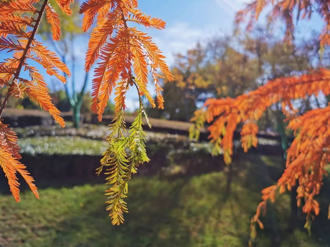 你知道明远西路的我叫中山杉吗?