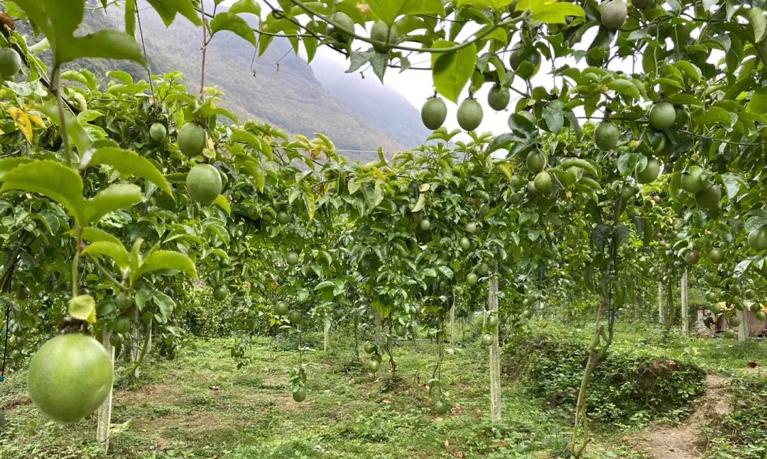 东兰三特水果促脱贫