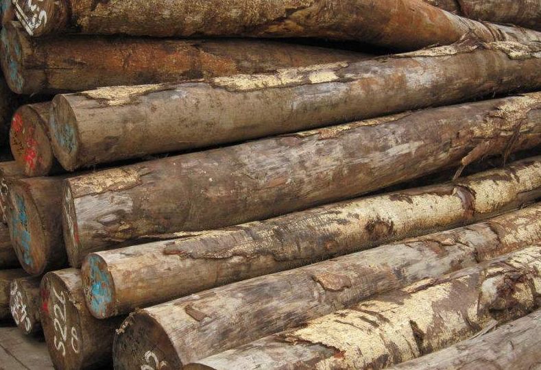 隶属于漆树科黑漆树属(罂粟属),心材甚显,浅红变深紫色,有深色条纹