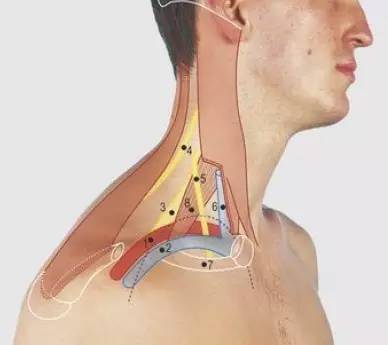 前斜角肌,虛線:胸膜頂5頸靜脈角 angle of jugular vein :鎖骨下靜脈