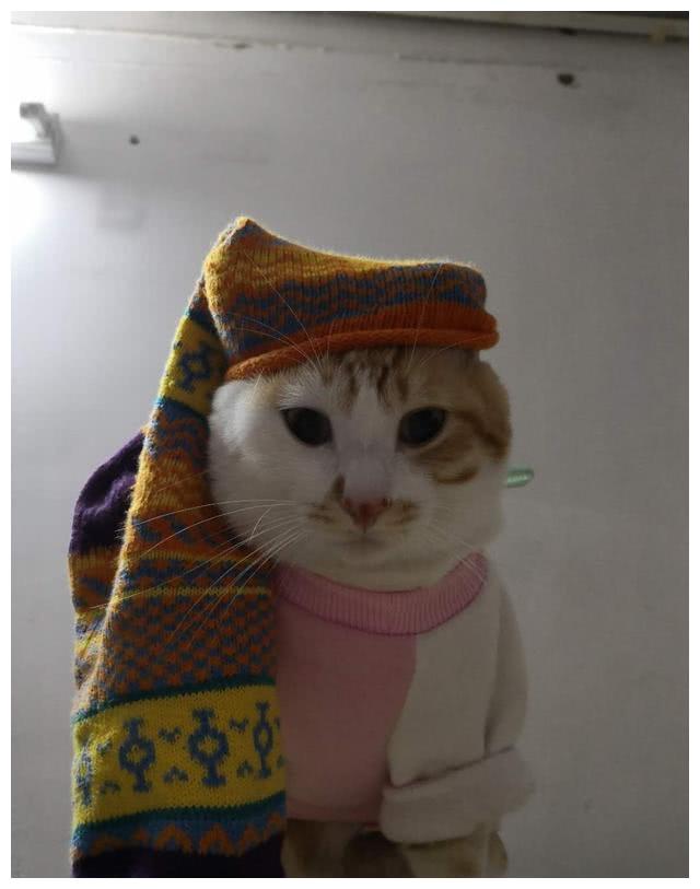 主人把臭袜子戴在猫咪头上结果小家伙瞬间崩溃表情笑趴铲屎官