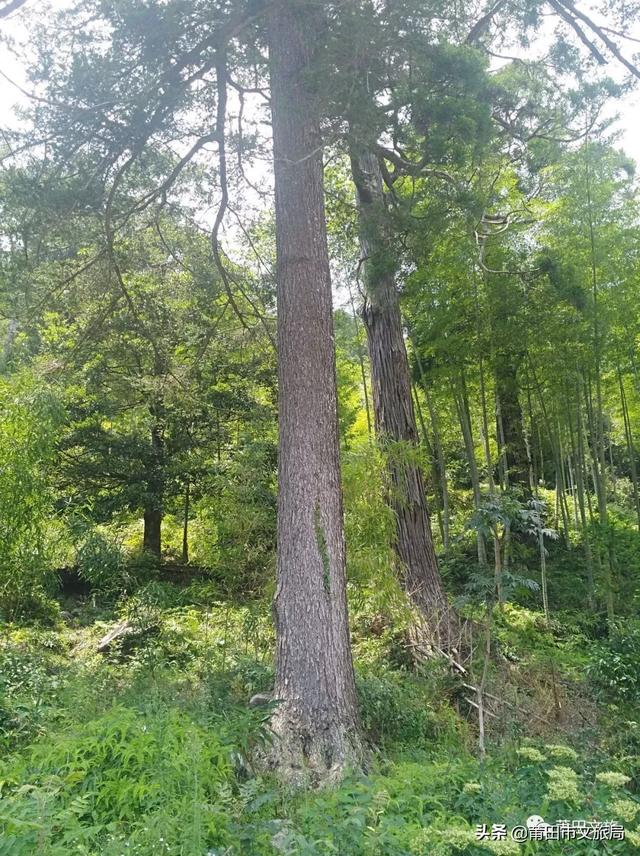 红豆杉又称紫杉,也称赤柏松中国国家一级珍稀保护树种