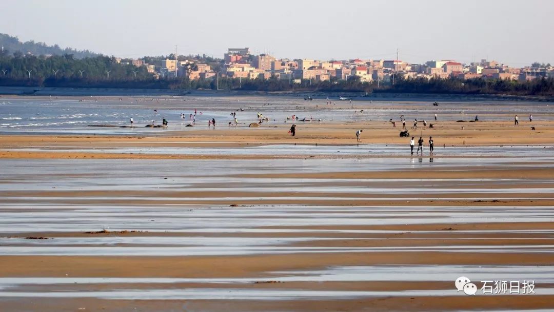 石狮古浮古浮湾的大山屿更是名扬天下,这里是上万只白鹭的栖息繁衍地.