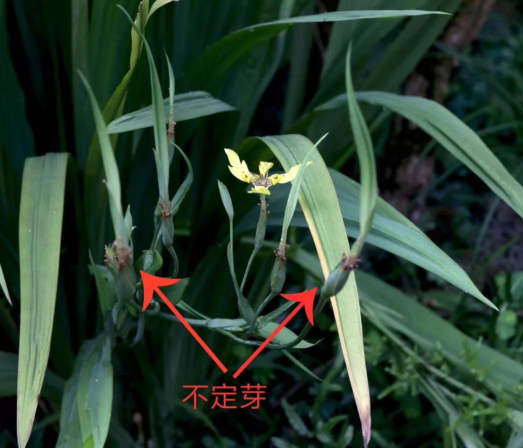 斯特耶马克鸢尾的不定芽神奇的不定芽由花后的鞘状苞片内发育出来.