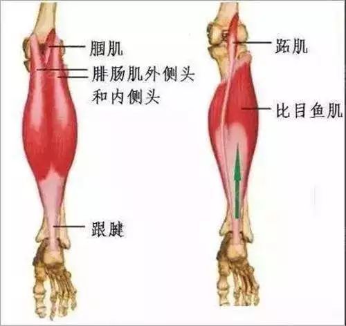 脛骨後肌④趾長屈肌⑤拇長屈肌小腿後肌群第一部分小腿後肌群的解剖與