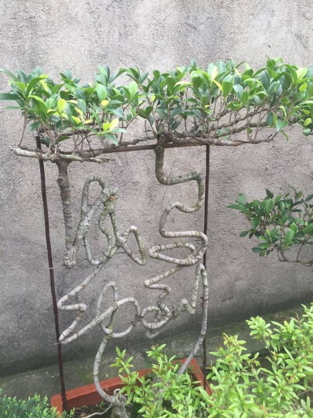 盆景上长出汉字是作秀还是艺术