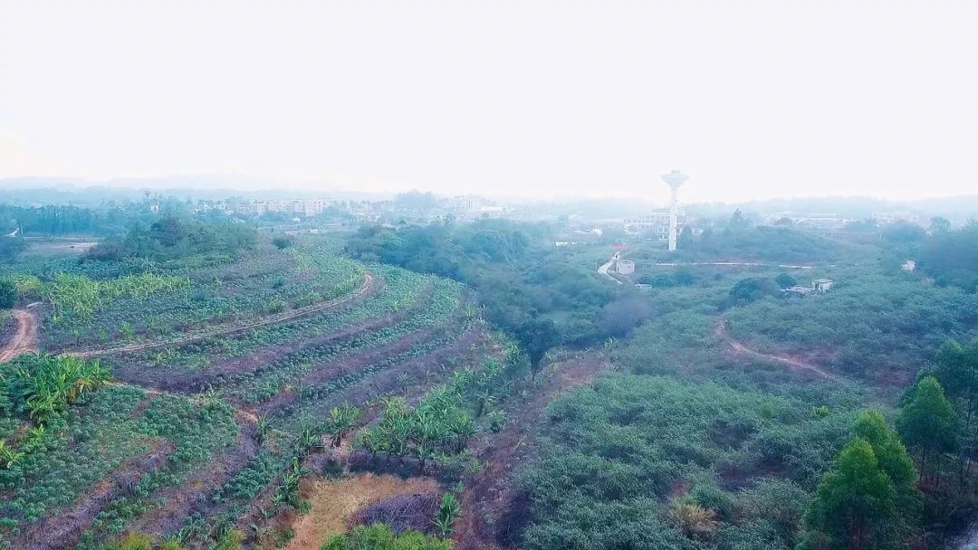 冬游,到鸡山农场摘青枣,赏茶花!