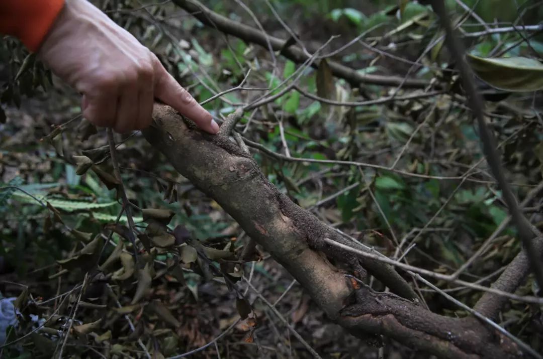 前几年,樟木头林场和市林业局组织专家,对红花油茶寄生植物做调查