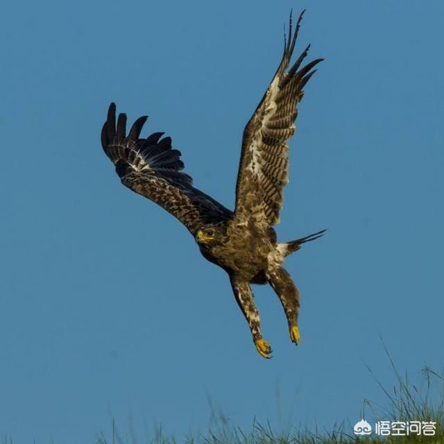 孫悟空打不過金翅大鵬雕,於是去雷音寺請如來出手降妖.