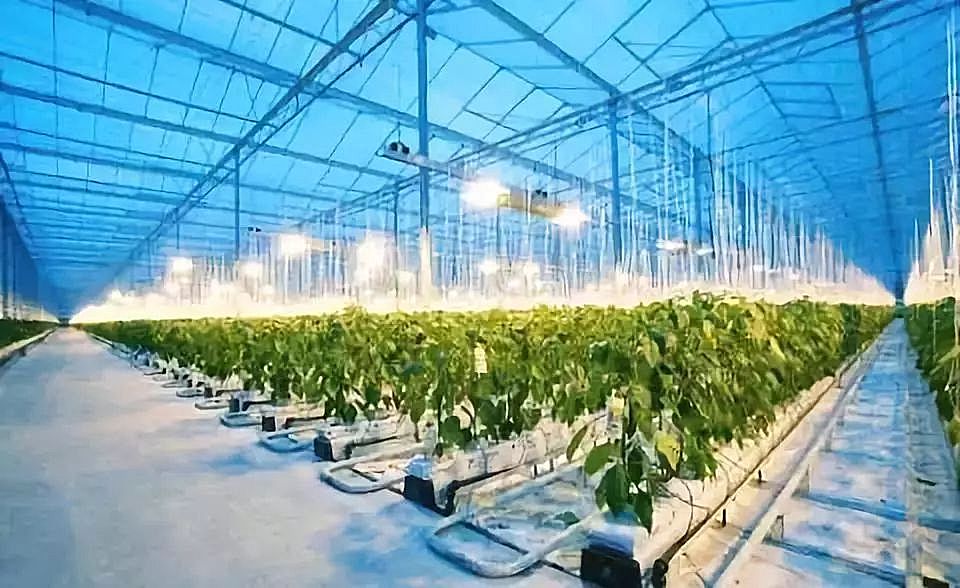 水稻种子种植技巧与行业趋势