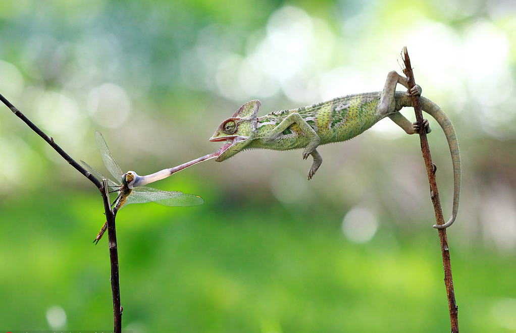 只为生存,动物们罕见的捕食瞬间