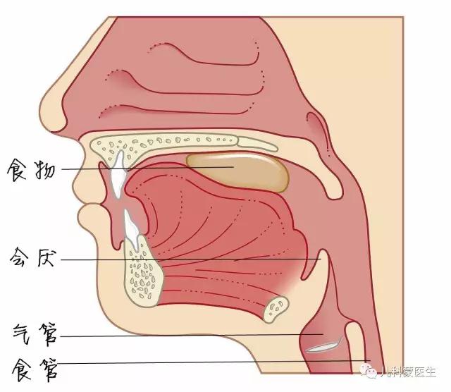 进食吞咽的过程中,会厌是盖在气管入口防止食物进入气管内