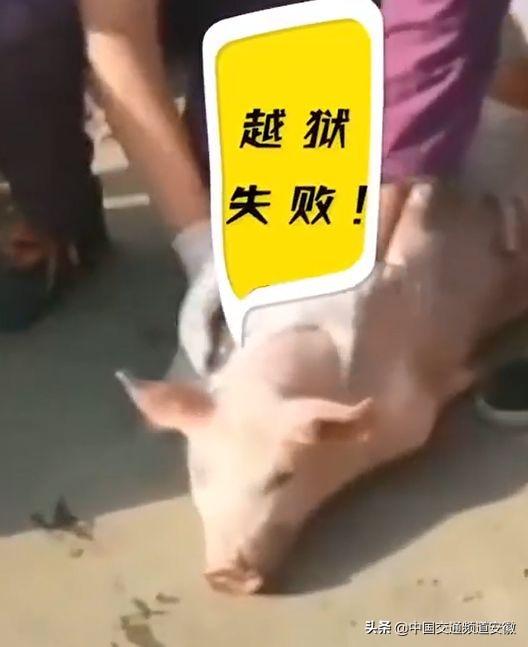 学生满校抓猪安徽医科大学这段视频火了
