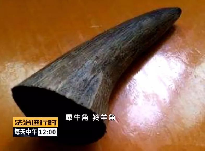 乡村医生走私26公斤穿山甲鳞片,总价值95万!