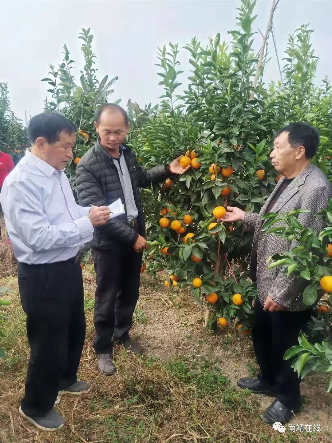 橙黄桔绿龙山涌口村访种澳柑大户吴恩文