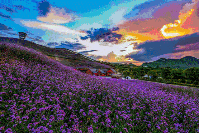 重磅 | 2020年首届桐梓杜鹃花文化旅游节,黔北花海首届灯光艺术节元旦