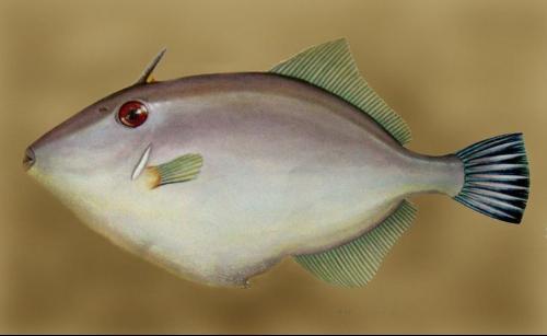 这鱼是耗儿鱼,市场上看到的都是被冷冻的,没有头部,这就让人们以为