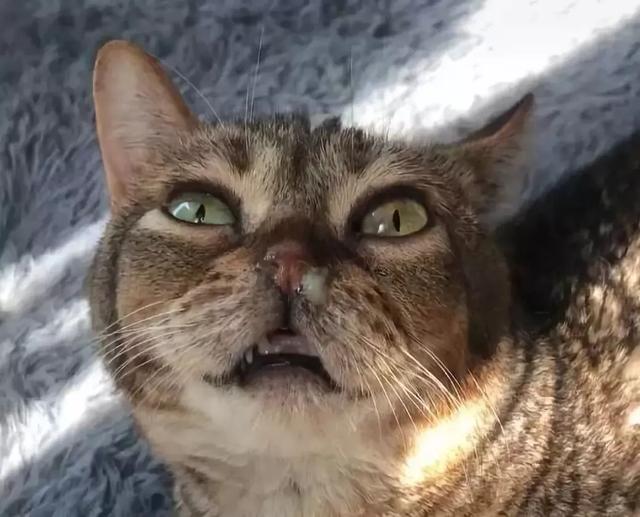 我以为我家猫只是蠢没想到它真的是弱智