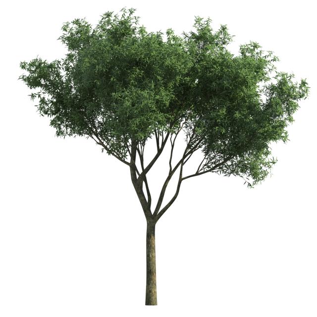 转载png素材景观树