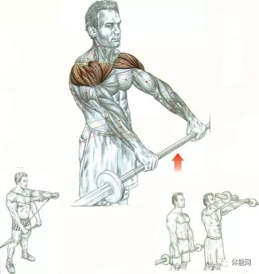 直臂前平举(front raise),是锻炼锻炼三角肌前束的基本动作