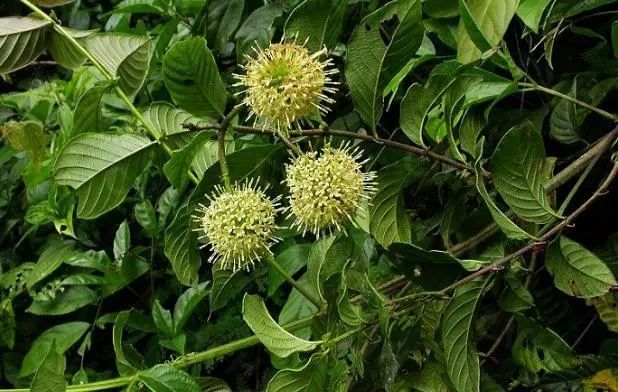 钩藤不容忽视的平肝息风药红楼梦里也用它来救人