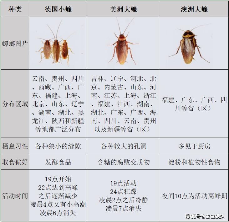 蟑螂的生长过程图片