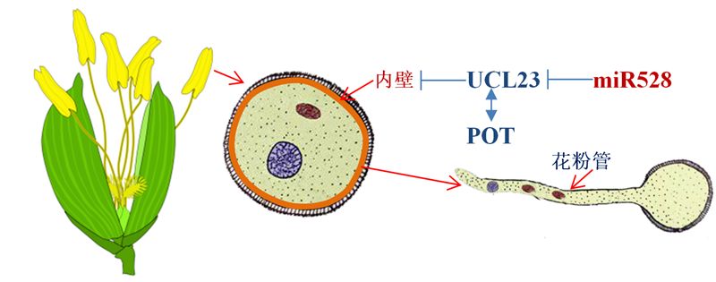 陳月琴教授,張玉嬋副教授團隊在水稻microrna調控花粉發育方面取得新