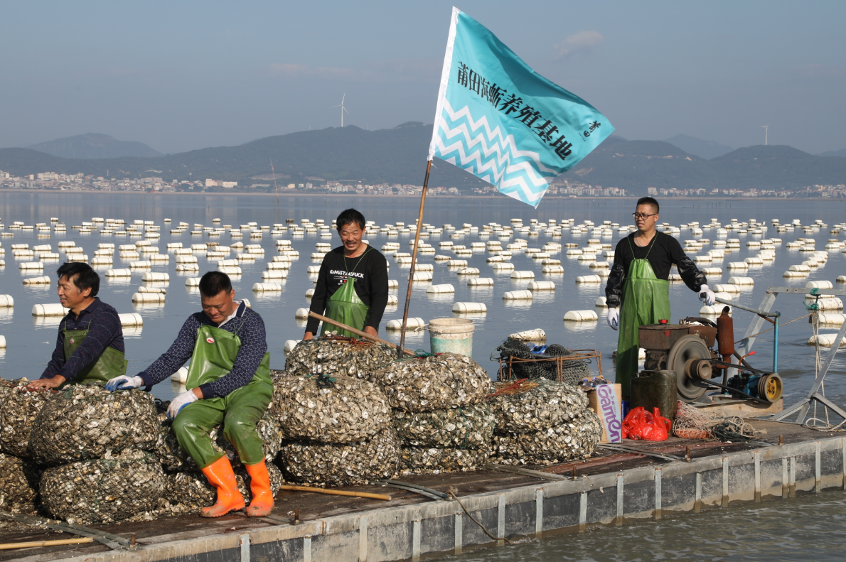 海中央的海蛎养殖场,水下的海蛎一串串