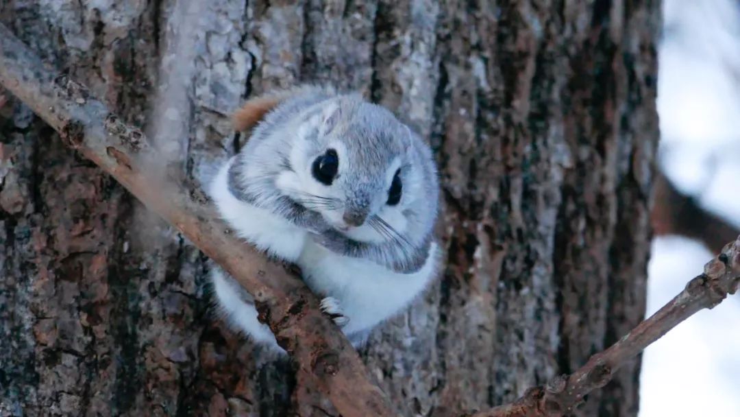 北海道为什么是丰饶之海