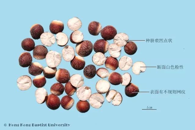 匯群微課中藥飲片真偽鑑別芡實