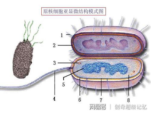 原核生物中有唯一的細胞器:原(原核生物)來有核(核糖體)子真核生物:一